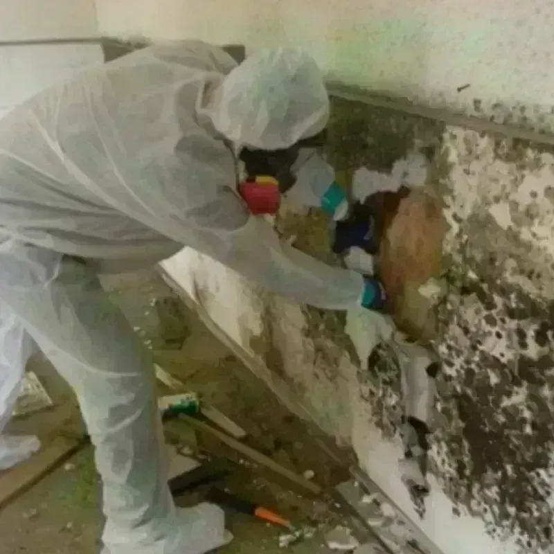 Mold Remediation and Removal in Temple, TX